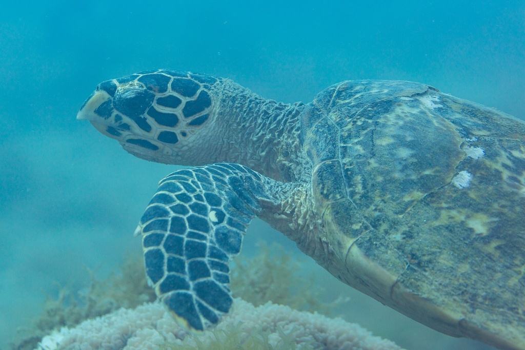 Tortue de mer Nosy Tanikely