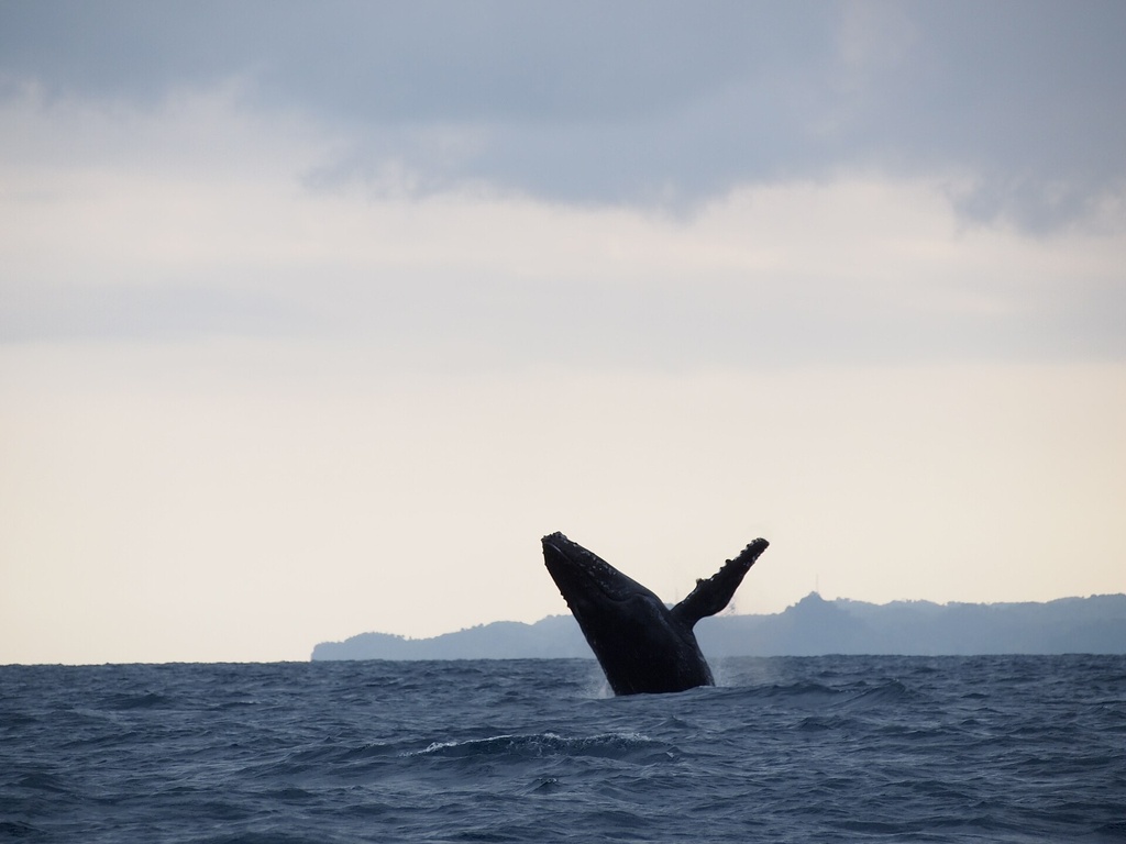 Baleine à bosse