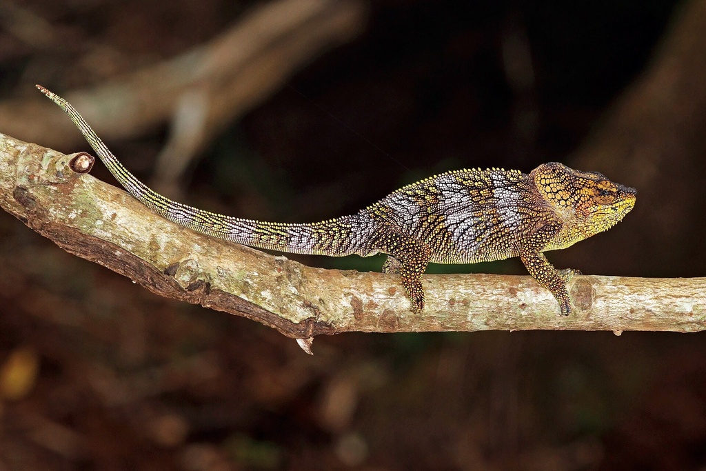 Cameleon montagne d'Ambre