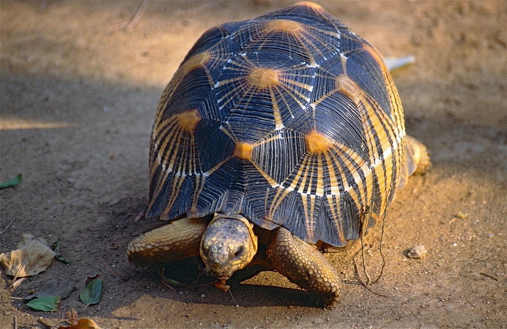 Tortue Radiee Antsokay