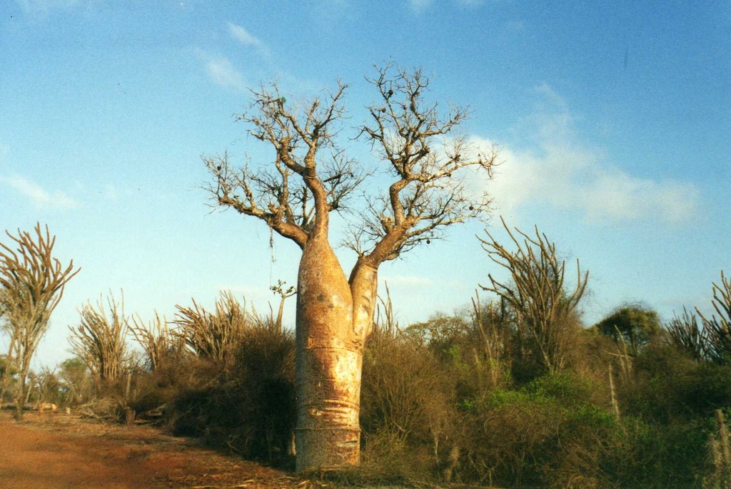 Baobab Ifaty